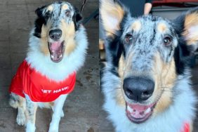 Rescue dog wins Puppy Bowl 2025