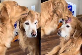 Video of Golden Retriever siblings.