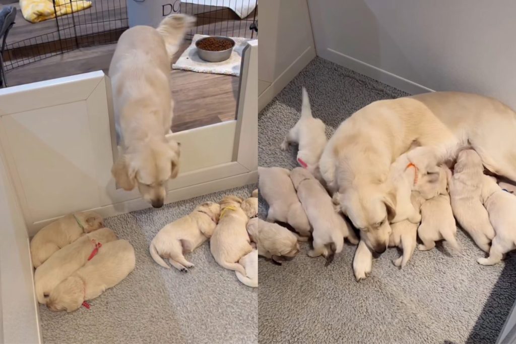 Video of newborn puppies with dog mom