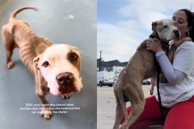 Shelter dog video.