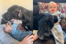 Video of Great Dane with newborn baby