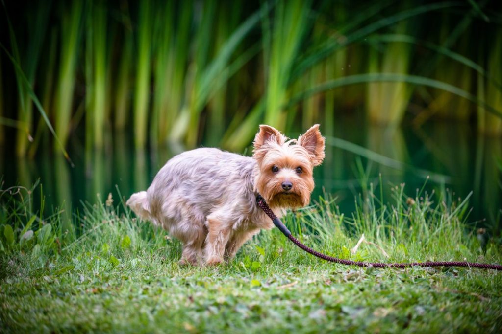 A photo of a Yorkie relieving himself in a park