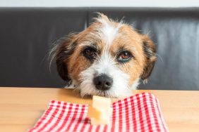 A dog looks longingly at a piece of swiss cheese on a red gingham napkin.