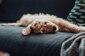 Young Goldendoodle, a breed susceptible to stomach ulcers rests on a couch. Here's what you should know about the uses, dosage, and side effects of omeprazole for dogs