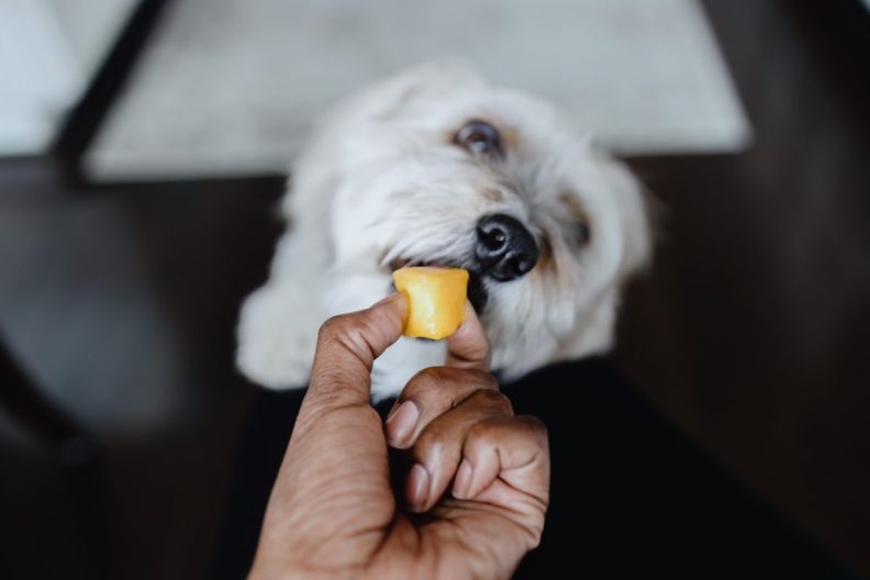 Woman Feeds Her Dog a Piece of Cantaloupe