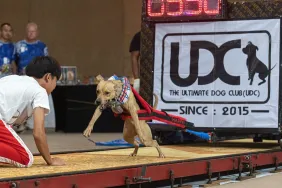 A photograph of a Pitbull dog during a dog weight pulling competition in Bangkok, Thailand.