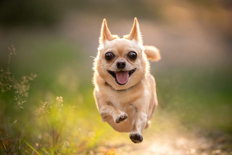 Some of the best quotes about dog make our hearts soar, like this small chihuahua dog flying mid-air as he runs through a grassy field.