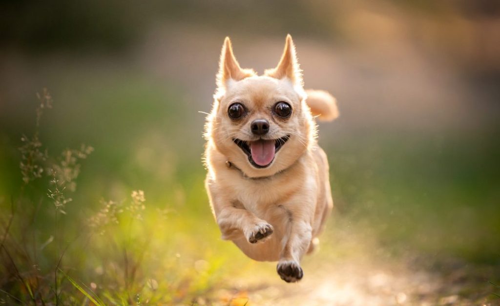 Some of the best quotes about dog make our hearts soar, like this small chihuahua dog flying mid-air as he runs through a grassy field.