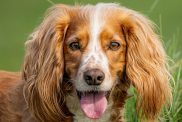 A golden Cocker Spaniel with white markings looks directly at the camera