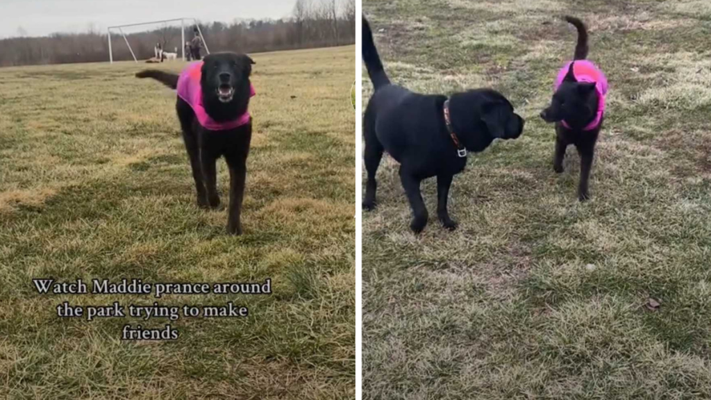 dog in a park