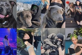 Billie Eilish Dog Shark Breed Age How Old History