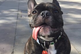 Carrie Fisher’s dog.