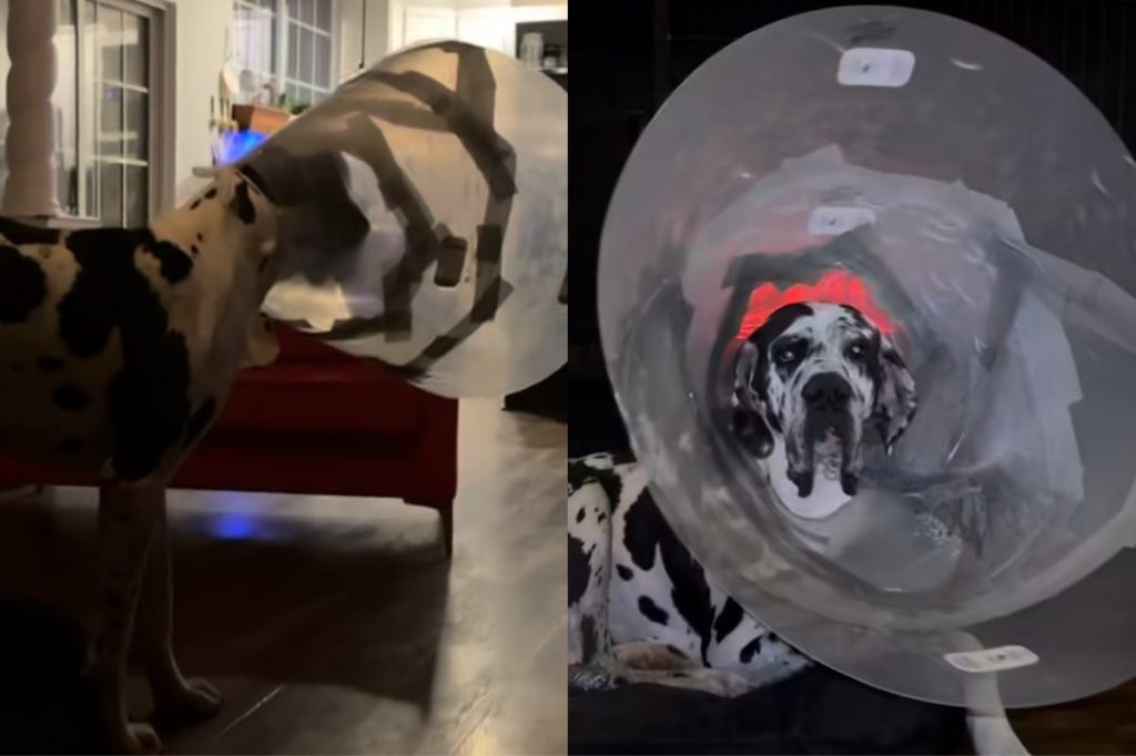 Video of dog with giant cone of shame.