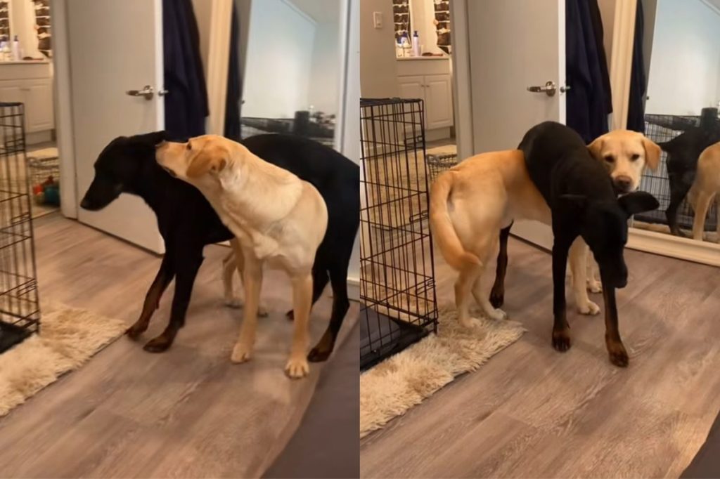 Viral video of dogs stuck on top of each other