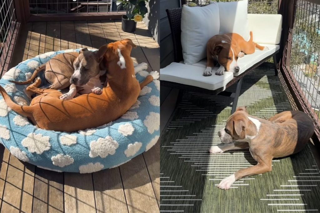 Video of rescue dogs sunbathing.