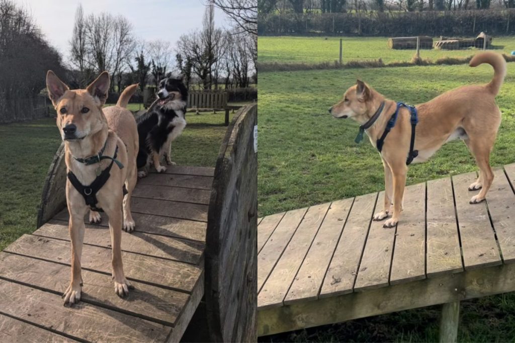 Video of rescue dog playing at the park.