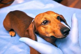 Hands of a veterinarian in gloves holding a dog by the head