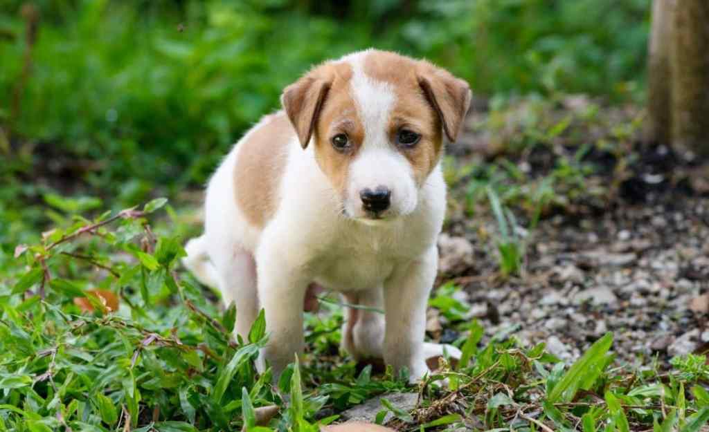 Photo of a puppy defecating in the grass. Rectum prolapse in dogs happens most commonly to puppies under six months of age.
