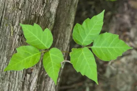 Poison Ivy (Rhus radicans) a poisonous plant which can cause a rash in dogs (and humans!) Here's what you should know.