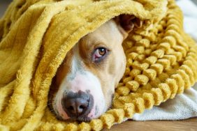 Horizontal cropped view of American Stanford dog hiding under a blanket