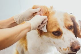 A vet cleans a dog's ear at the dog clinic, one of the first steps in treatment for dog ear mites.