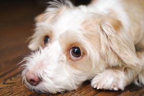 Sad looking Chihuahua / Poodle mix looking up at the camera. A small breed like this is more prone to constipation, which can be temporarily relieved by mineral oil for dogs.