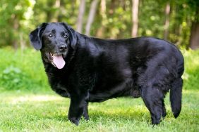 An overweight Labrador Retriever mixed breed dog standing outdoors. Unexplained weight gain can be a sign of hypothyroidism, which can be treated using levothyroxine for dogs.