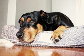 A sleepy looking dog lying on dog bed