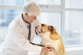 A Bulldog, a breed prone to constipation, visits a vet. Vets may prescribe bisacodyl for dogs for temporary relief of constipation