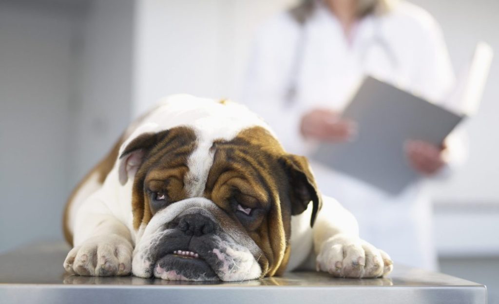 Sick Bulldog on Veterinarian's Table