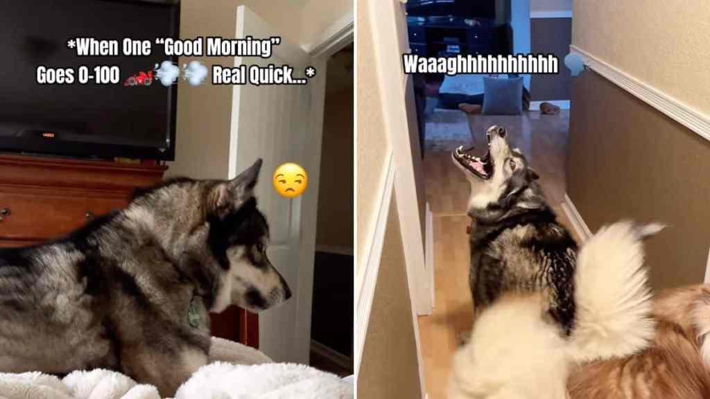 dog video huskies react owner good morning viral