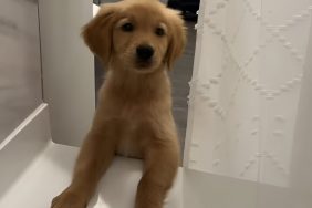 Puppy running to shower in funny video.