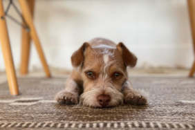 Lily Collin's Dog Redford