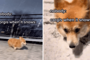 Corgi dog in snow video