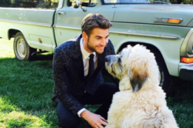 Liam Hemsworth's Dog Dora