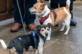 Queen Camilla's Dogs