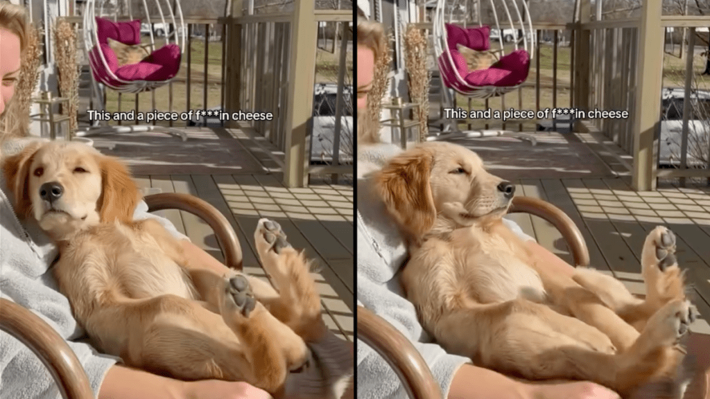 puppy video