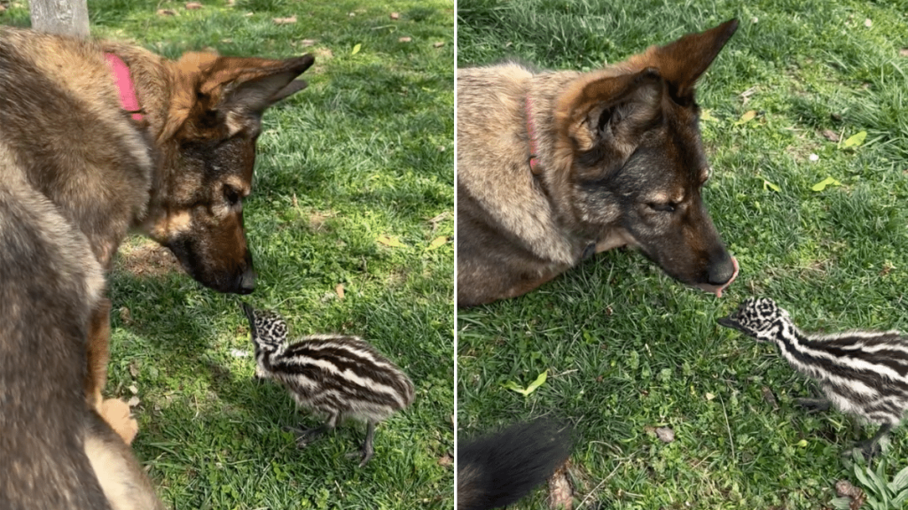 dog emu chick video