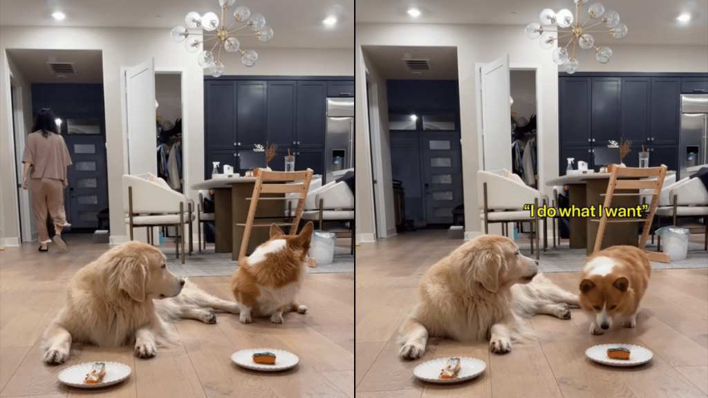 dogs wait video