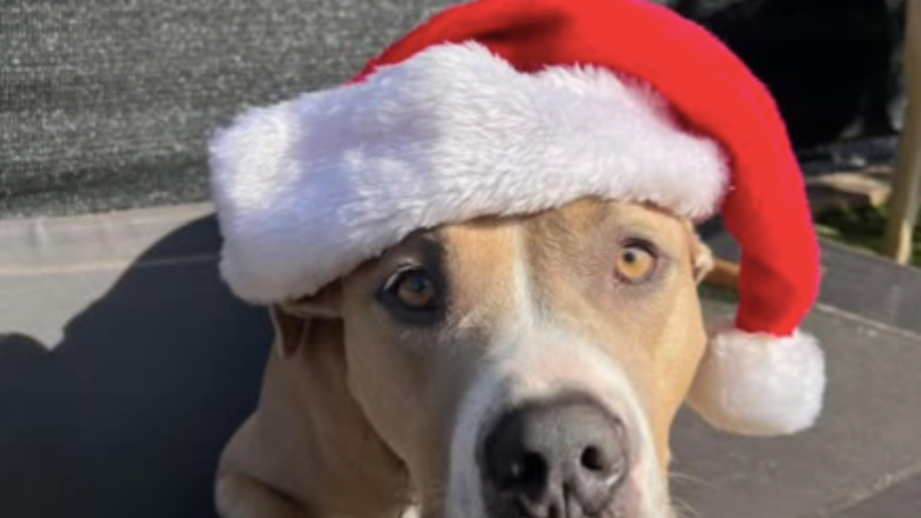 Alicia Silverstone's Dog Pinto Bean