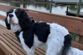 Olivia Munn's Dog Sir Chancelot