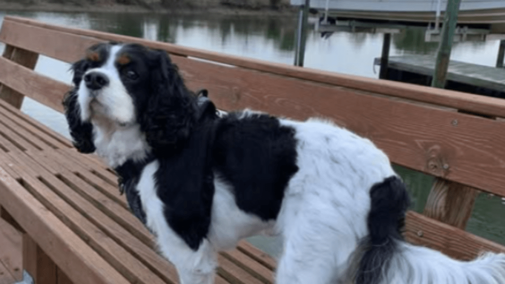 Olivia Munn's Dog Sir Chancelot