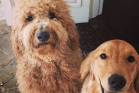 Adam Levine and Behati Prinsloo's Dog Charlie