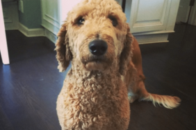 Adam Levine and Behati Prinsloo's Dog Bones