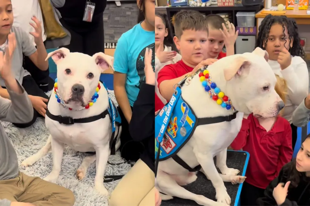 Video of deaf therapy dog being sung to in sign language.