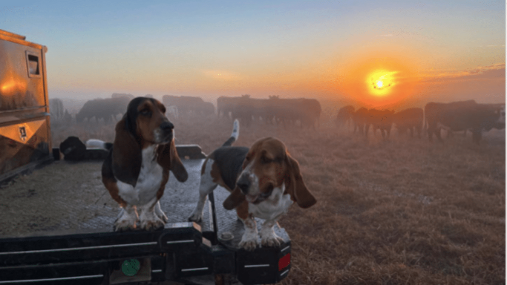 Ree Drummond's Dog Fred