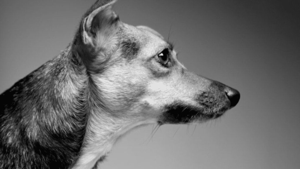 Simon Cowell's Dog Daisy