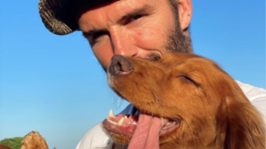 David and Victoria Beckham's Dog