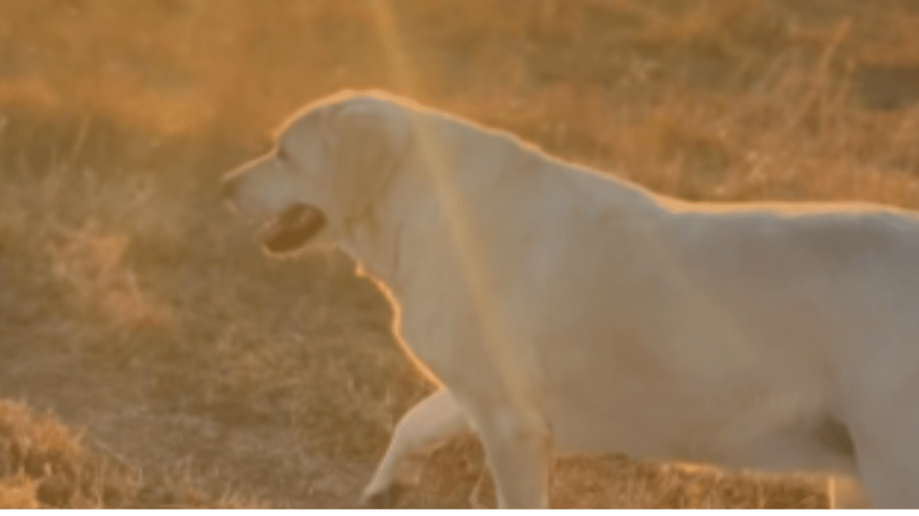 Ree Drummond's Dog Lucy