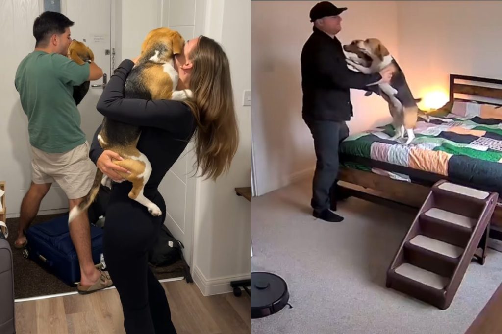 Dogs with grandpa.